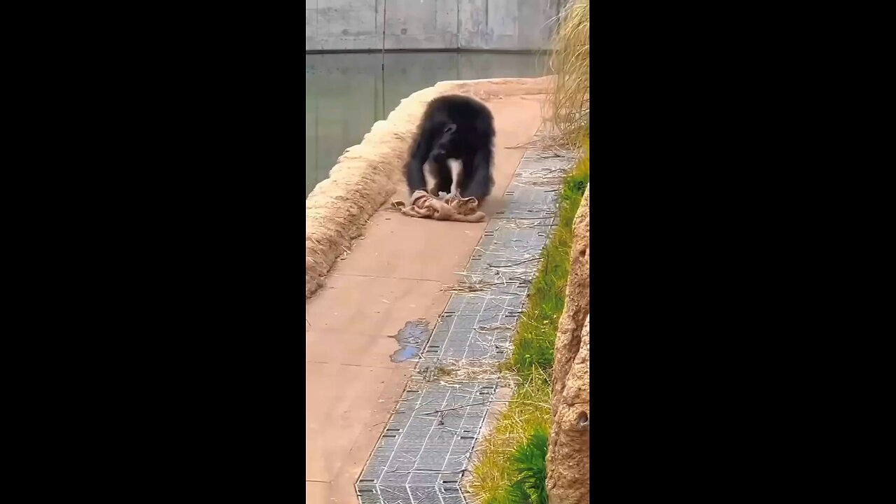 "These animals have mastered the art of being silly