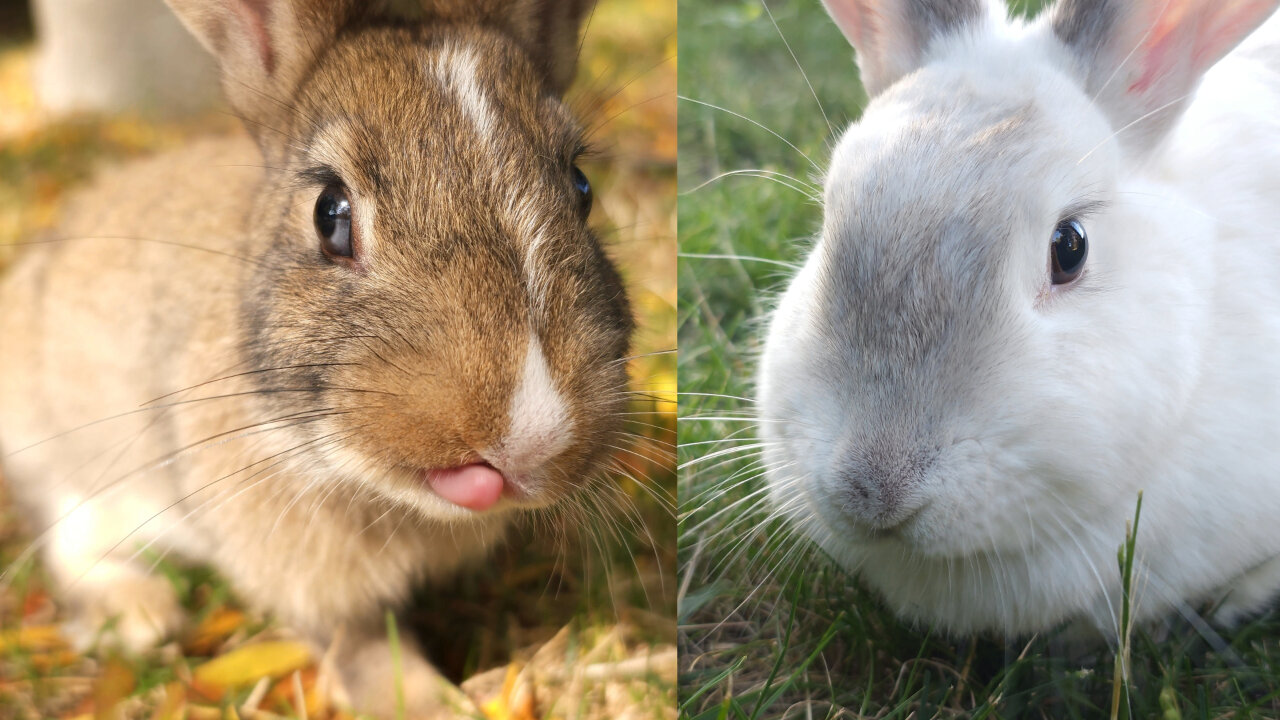 White Rabbit And Baby Golden Bunny