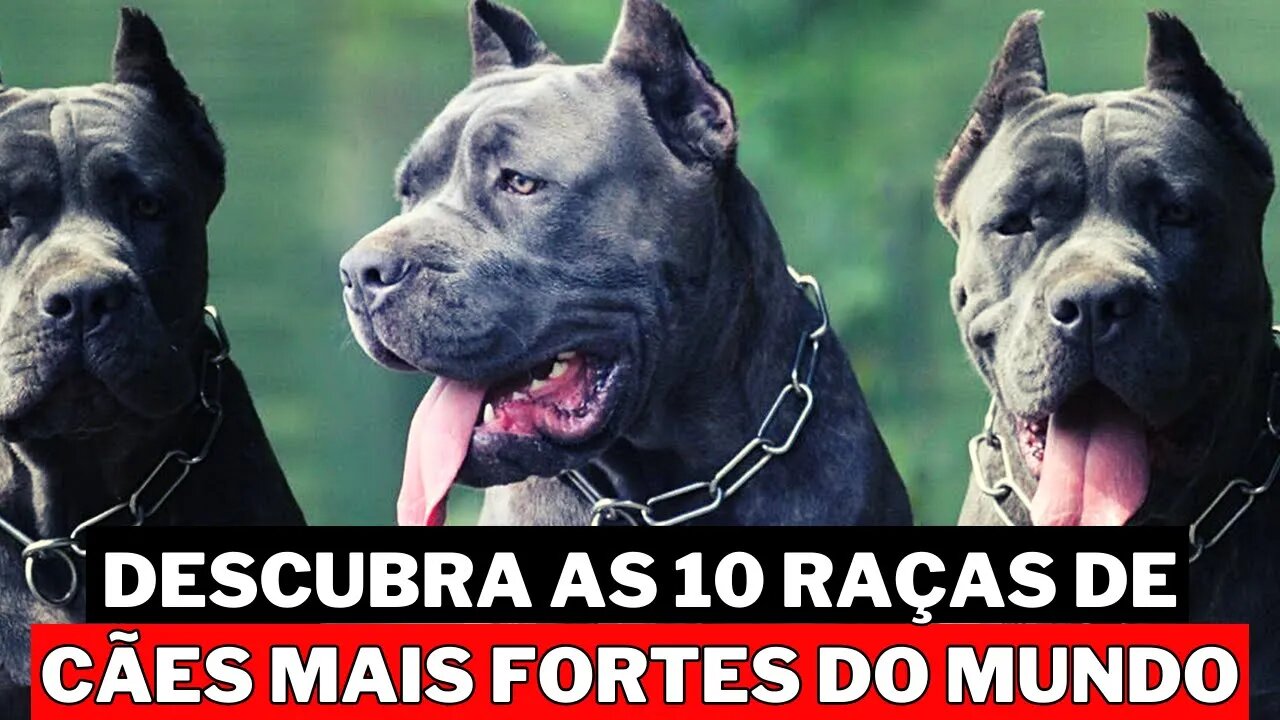 10 Raças De Cães Desconhecidas Mais Fortes Do Mundo que você Nunca Ouviu Falar