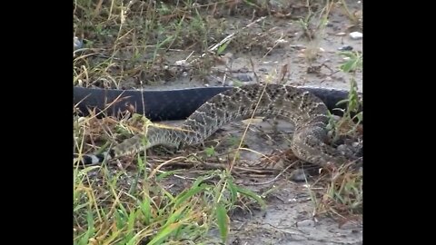 Survival of the fittest: Snake vs green lizard epic battle