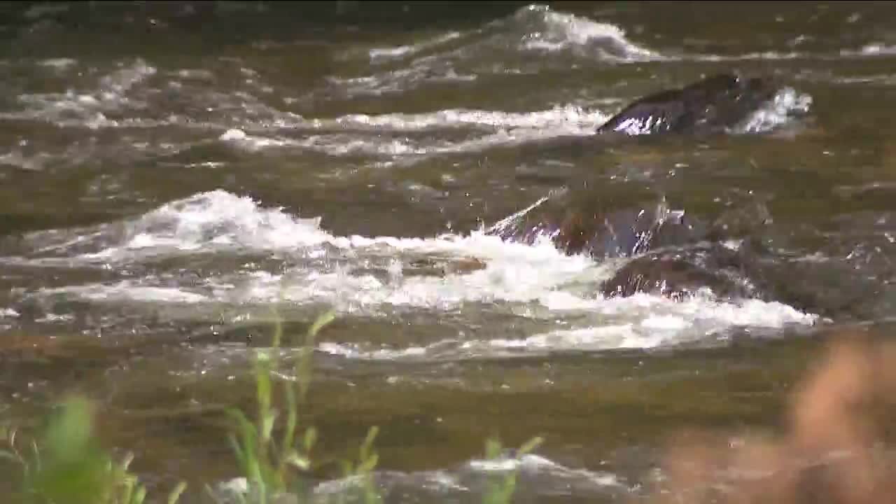 CPW releases 108K tiny rainbow trout into Poudre River as restoration efforts continue after 2021 debris flow