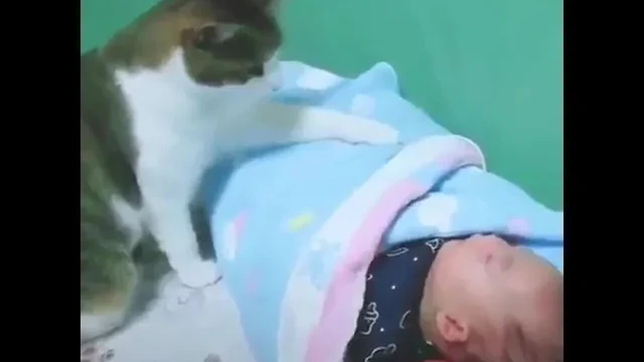 PLAYING CAT VIDEO MEAWWW