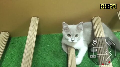 Cat Kitten 🐈 Hamster 🐹 vs Rabbit🐇 Who is the BEST Battle in the GAINT Maze with Life of Pets Hamh