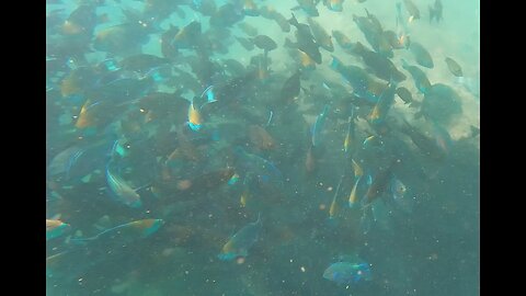 Snorkeling at Nui, Phuket — Massive School of Large Parrot Fish