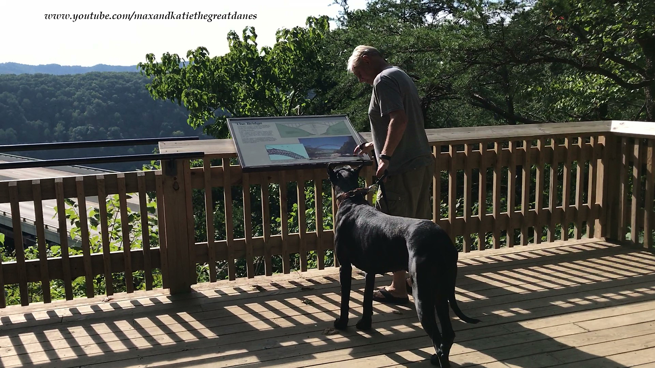 Tourist Great Dane Visits New River Gorge Bridge