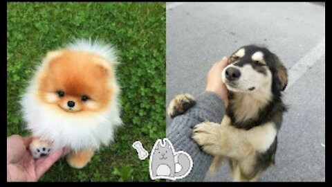 Baby Dogs 🐶🐶 - Cute & Funny Dogs Videos Compilation 2021 #8 (HD) | Cute &Funny Animals