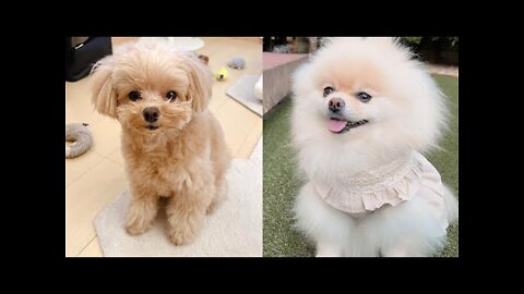 Cute and Funny Dog Videos Compilation _#short