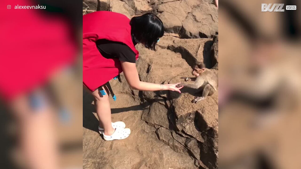 Cheeky monkey tries to nab food off tourist