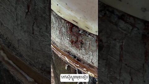 កៅស៊ូស្ងួតមុខចៀ