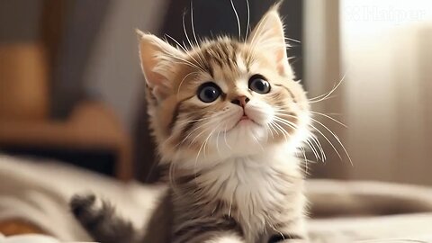 Cute Cat Gif