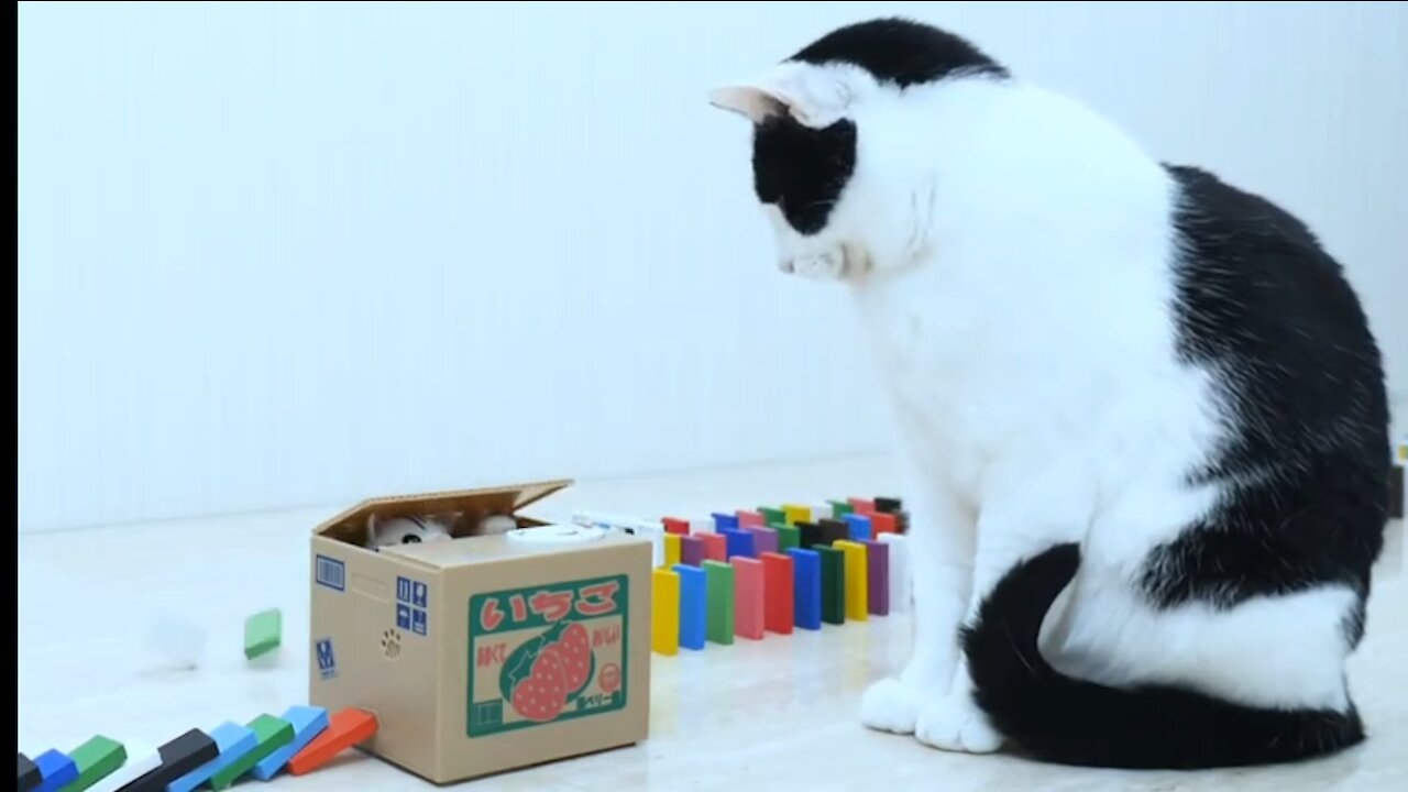 Smart cats with domino