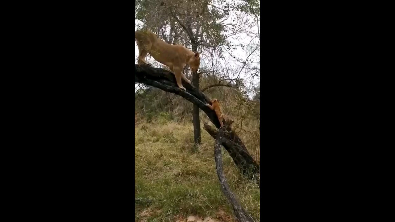 Today’s Lesson Tree Climbing