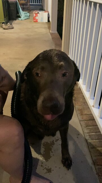 Vacuuming the dog…..