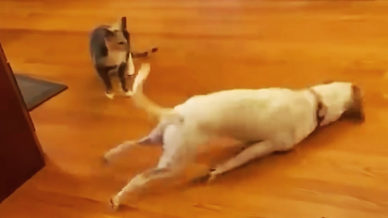 New Funny Animals 😂 Funniest Cats and Dogs Videos 😺🐶 Part 132