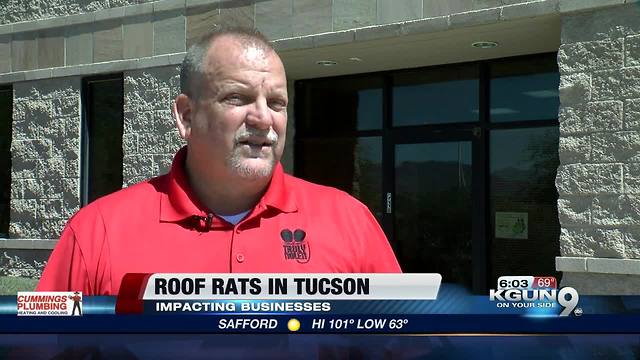 Roof rats concerning Tucson businesses