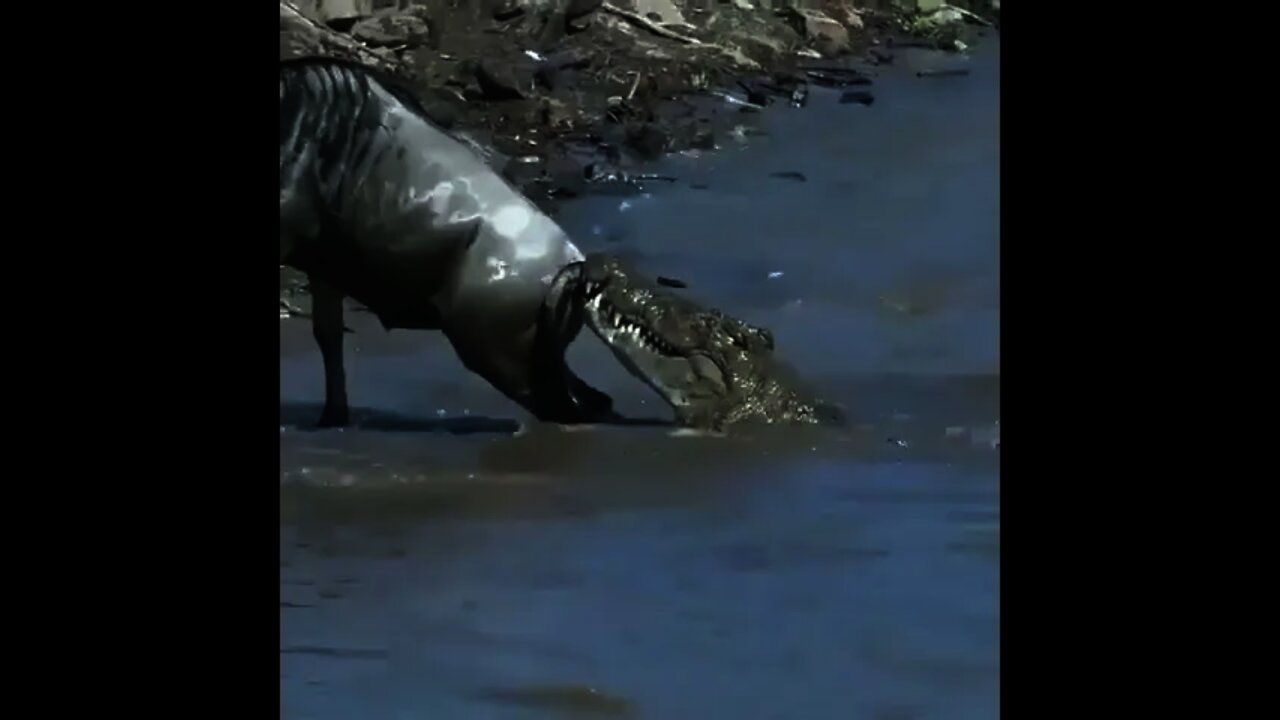 Crocodile 🐊 hunted Wild Buffalo 🐃 | #Shorts #Animals #Crocodile