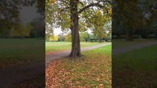 Southall Park London UK #shorts #reels #bharatsamgi