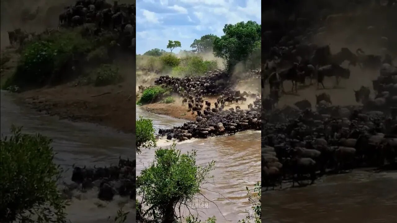 Amazing Migration River Crossing #shorts | #ShortsAfrica | #Septdailyshorts