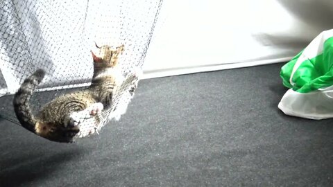 Kitten Likes Playing in the Hammock