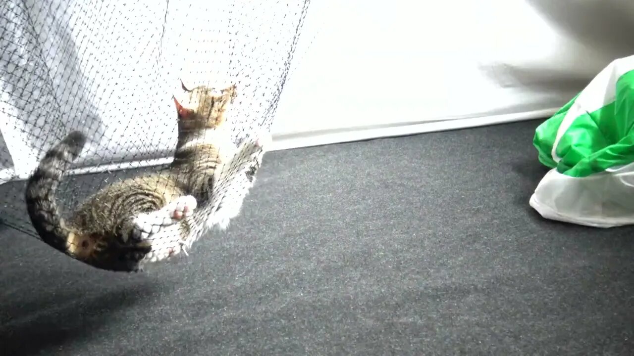 Kitten Likes Playing in the Hammock