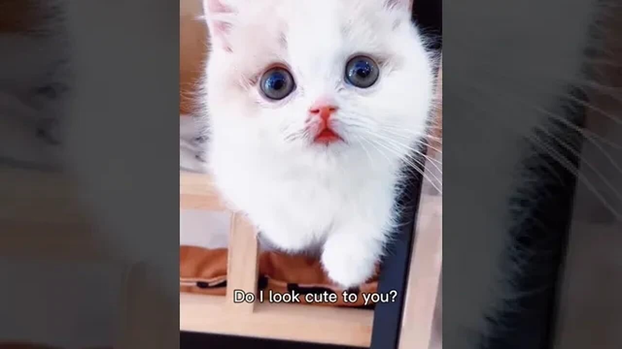 CAT VIDEO