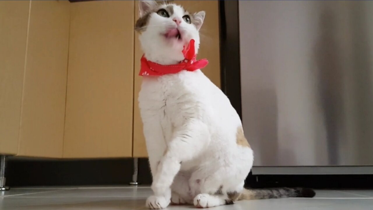 Funniest Animals - Best Of The 2022 😿Funny Animal Videos