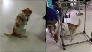 Una seconda opportunità per questo tenero cane che ha perso le zampe