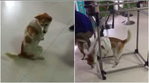 Una seconda opportunità per questo tenero cane che ha perso le zampe