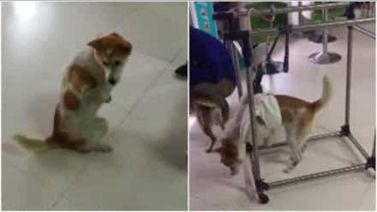 Una seconda opportunità per questo tenero cane che ha perso le zampe