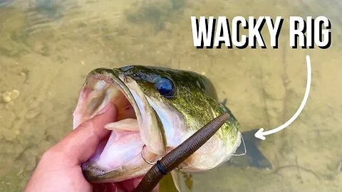 Bass LOVE the Wacky Rig (Wacky Rig Tips)