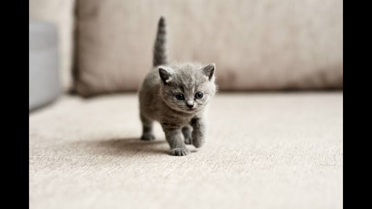 Kittens puppies playing on the couch