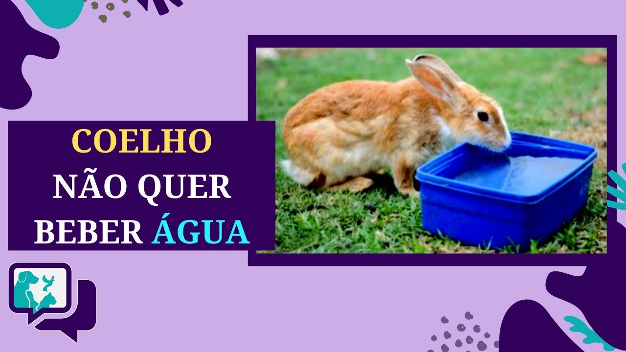 Por Que Seu Coelho Não Bebe Água? Razões e Soluções