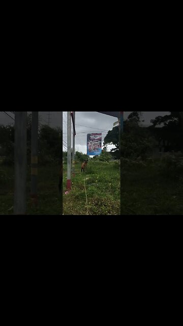 LITTLE SIRI ATTEMPTS AN ESCAPE