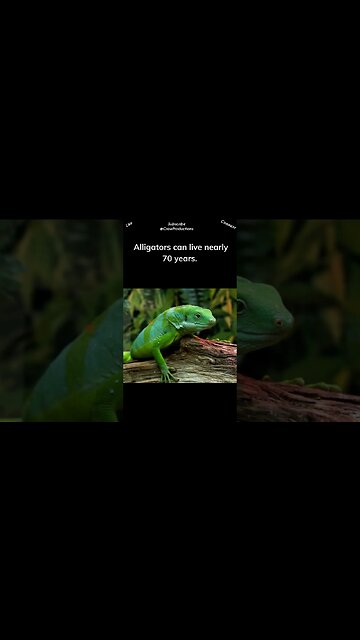 Reptiles are among the longest lived species on the planet #reptiles #snakes #shorts