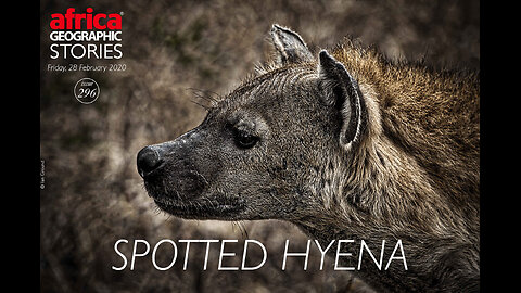 This man Fight With Hayena 💀⚠️⚡ #Hyena #Animal #Thrill