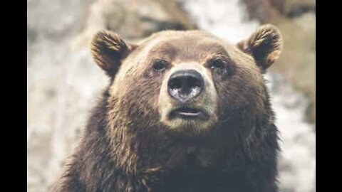 Urso é apanhado a fugir de uma varanda na Itália!