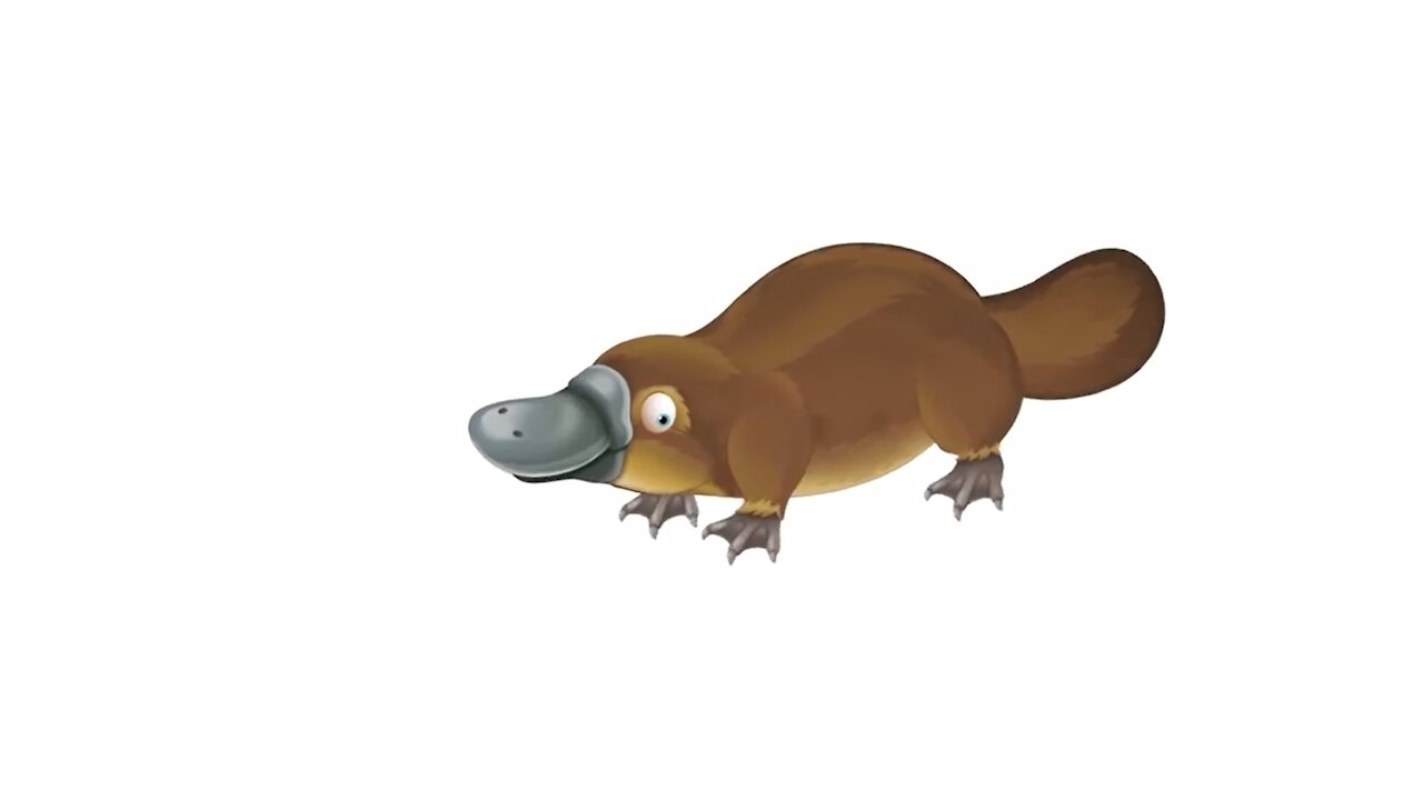 Platypus - Animals For Kids - Know The Animal