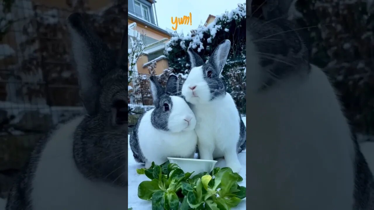 Look How Synchronously They Chew l #shorts l #cutebunny l @BikisAviary