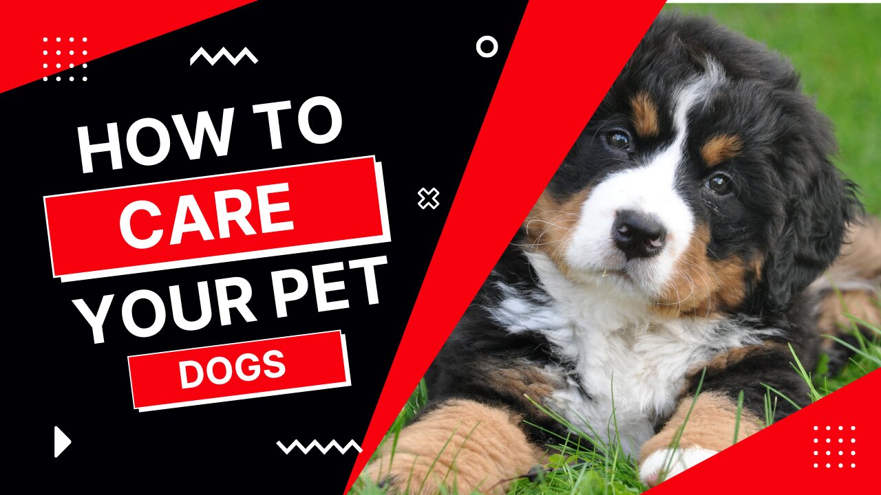 Care Your Pet Dogs | Pet Dogs Care Tips #petdogs