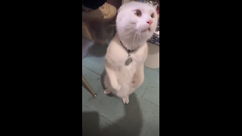 Cat can't resist to be cute.