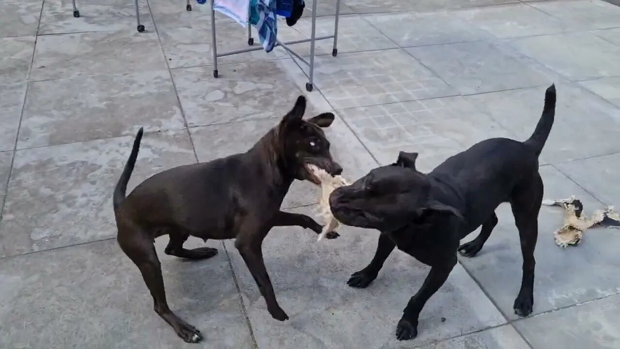 PATTERDALE TERRIERS PLAYING tug of war dogs