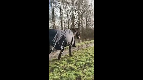 Hilarious_Horse_And_Human_Moments__A_Funny_Clips_Compilation_#shorts(36