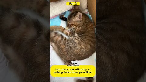 Dan akhirnya kucing itu diadopt #kisahnyata #kucing #neko #shorts