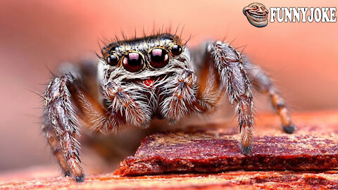 My Spider Dances Better - Don't You Believe It? Watch The Video