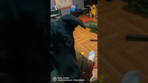 Puppy reactions funny German shepherd pup
