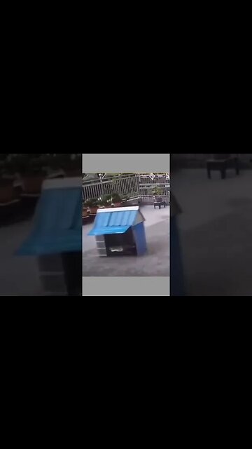 The dog was confused 🤣#dog #shorts