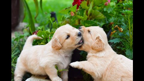 Puppis Dog Friendship joy playful Together