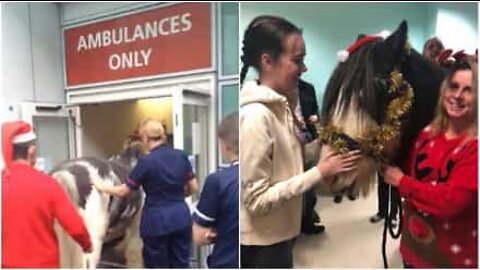 Horse visits his owner at the hospital