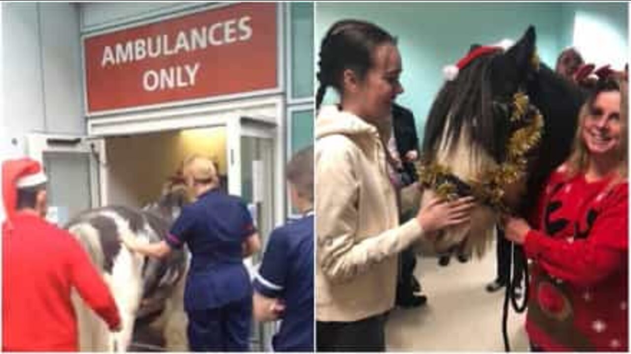 Horse visits his owner at the hospital