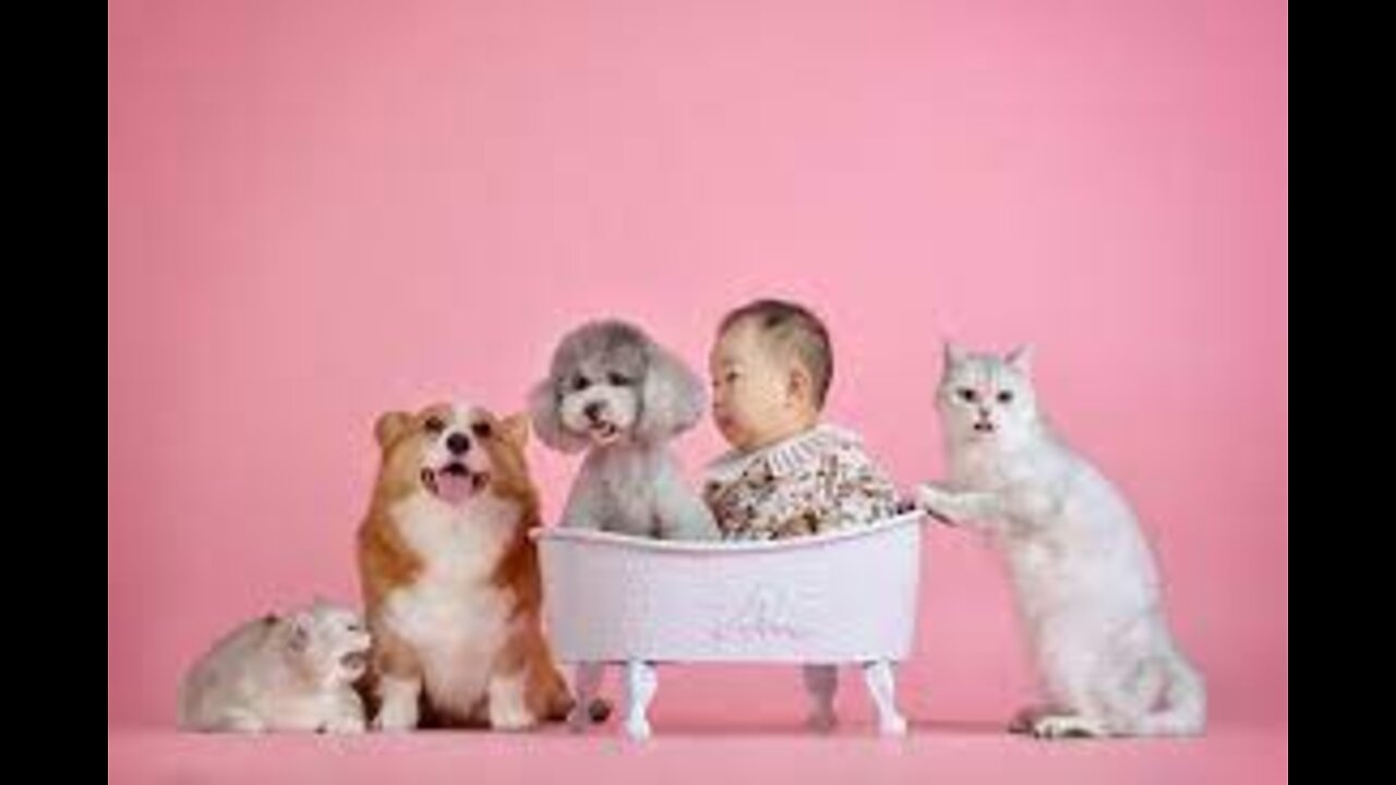 Cute Cats And Funny Dogs Videos Compilation